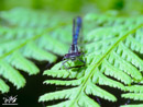 Dragonfly - Ważka